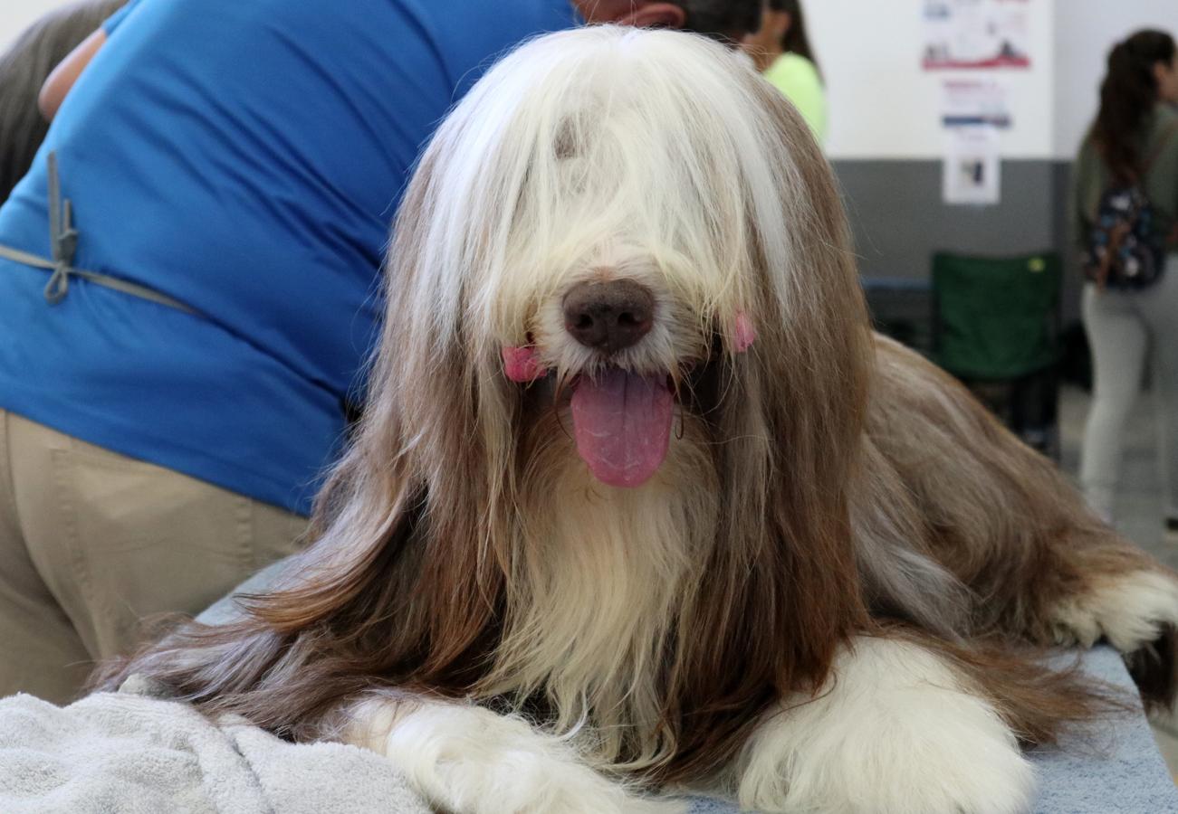 La exposición internacional canina de Otoño de Talavera, en imágenes