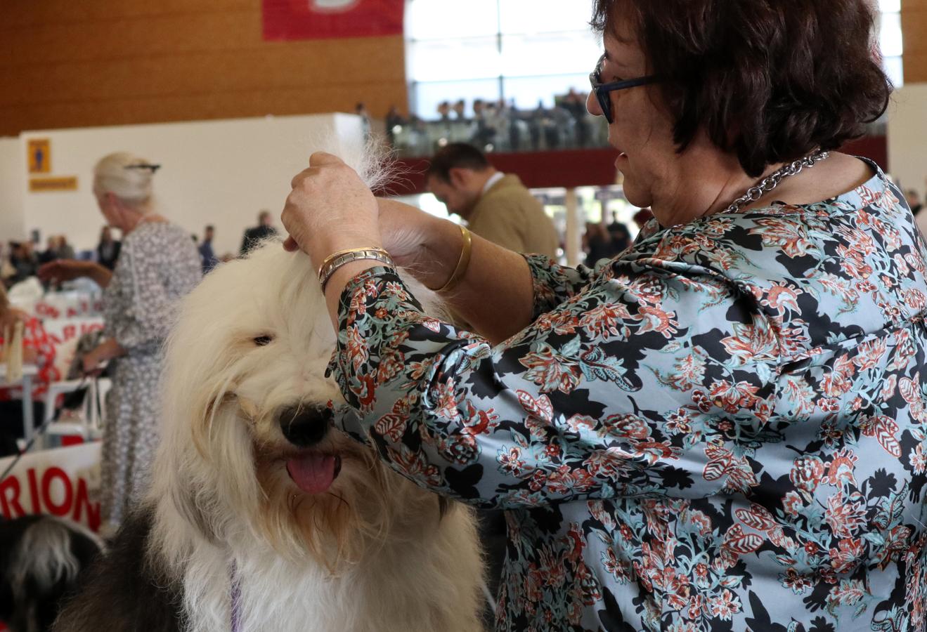 La exposición internacional canina de Otoño de Talavera, en imágenes