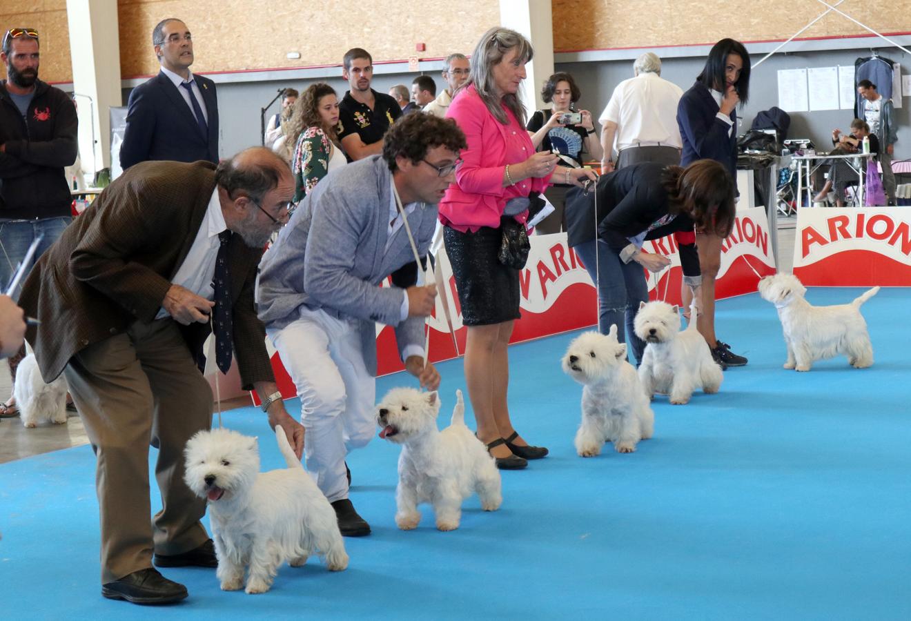 La exposición internacional canina de Otoño de Talavera, en imágenes