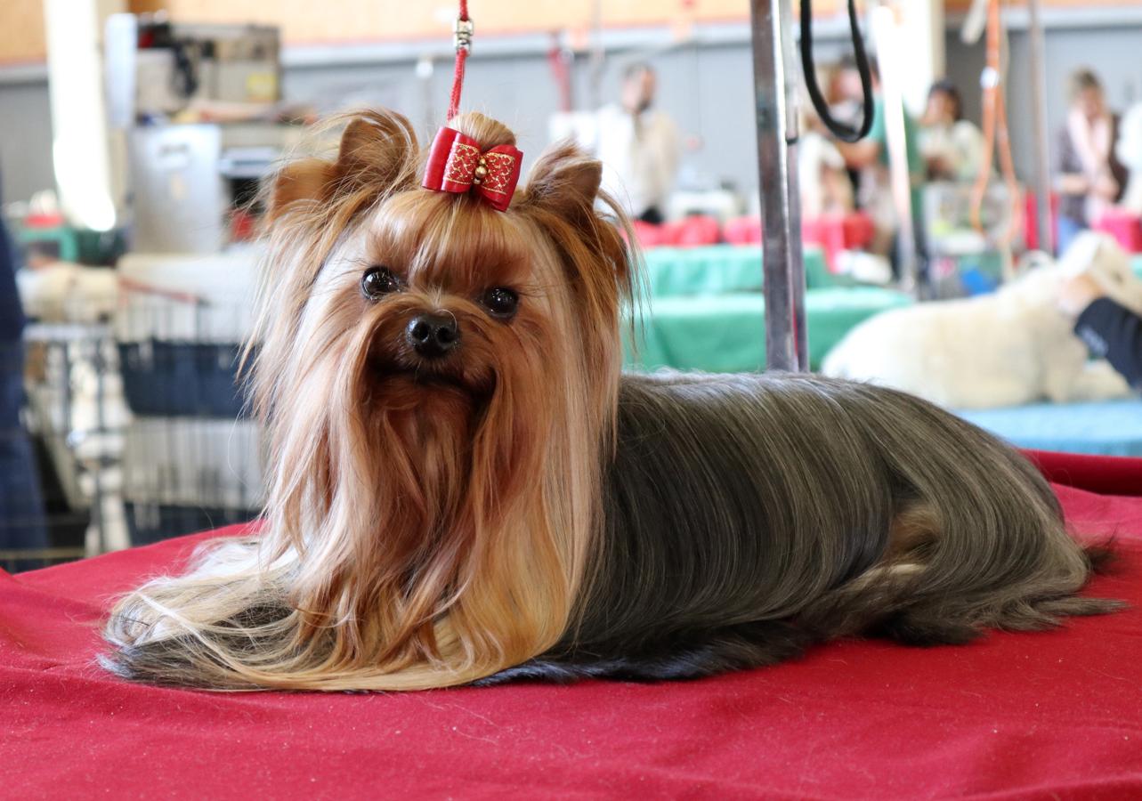 La exposición internacional canina de Otoño de Talavera, en imágenes