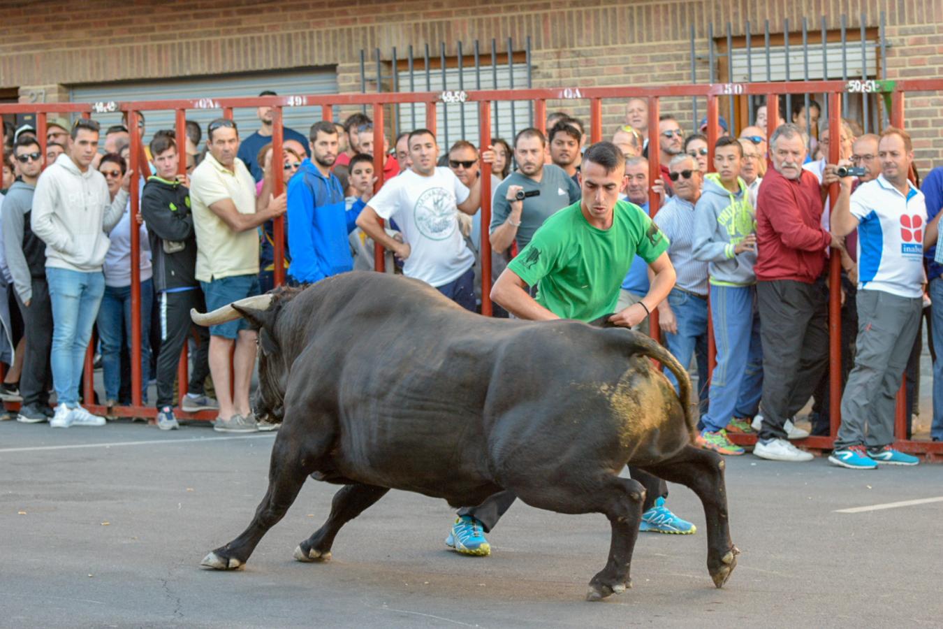 Los populares encierros de Olías del Rey, en imágenes