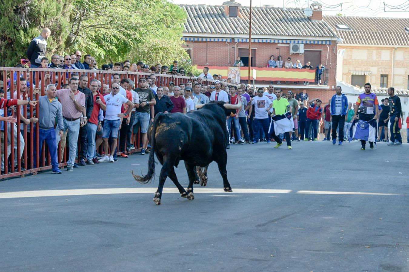 Los populares encierros de Olías del Rey, en imágenes