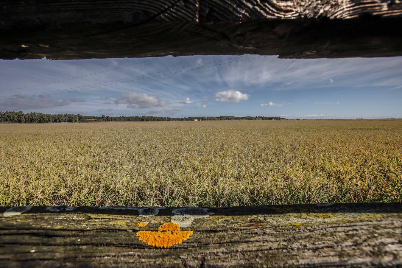 Comienza la siega en los arrozales sevillanos