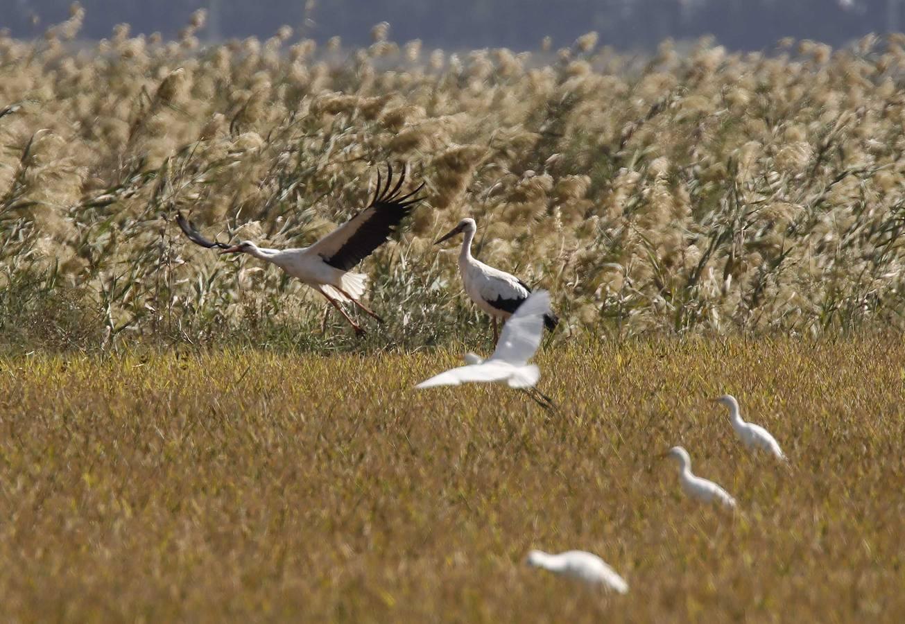 Comienza la siega en los arrozales sevillanos