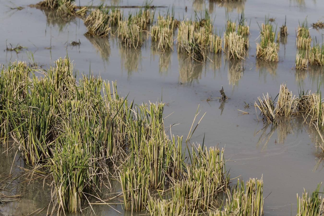 Comienza la siega en los arrozales sevillanos