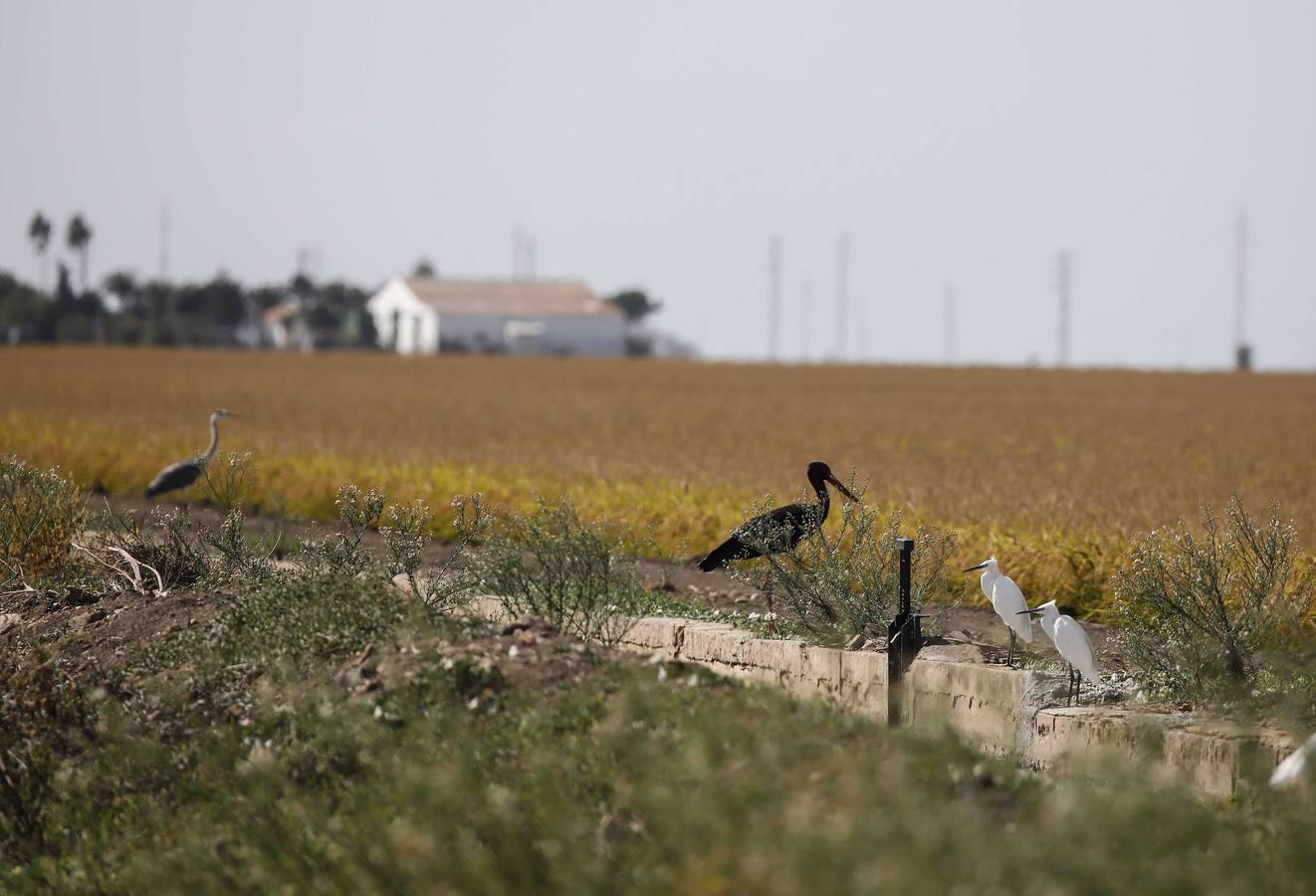 Comienza la siega en los arrozales sevillanos