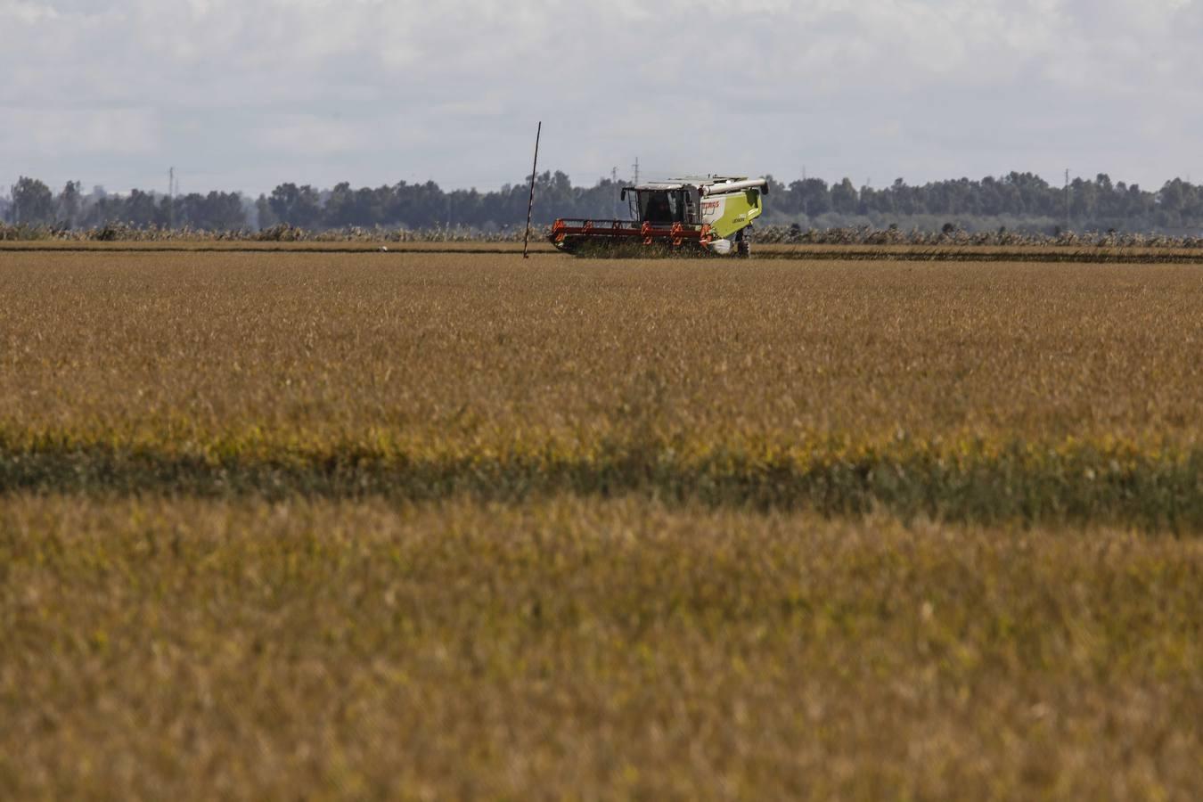 Comienza la siega en los arrozales sevillanos