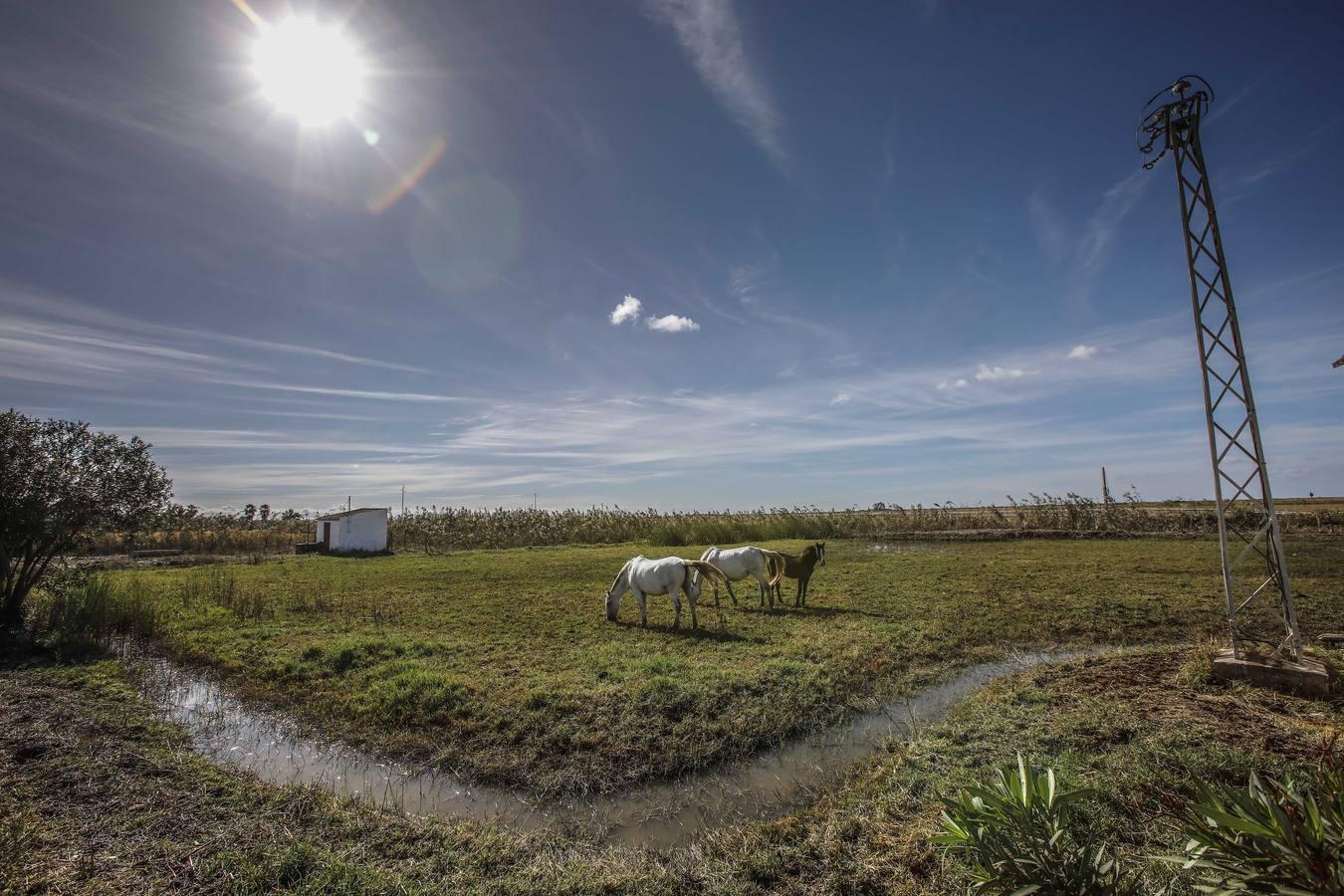 Comienza la siega en los arrozales sevillanos