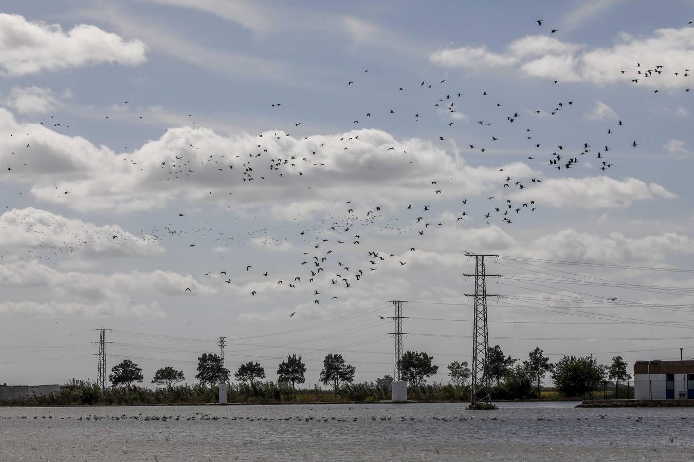 Comienza la siega en los arrozales sevillanos