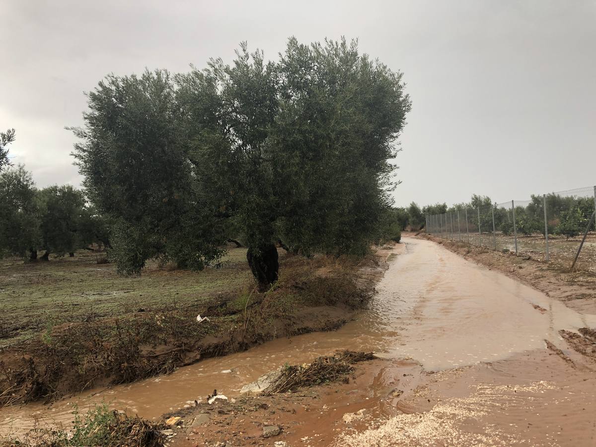 Una zona de olivares de Arahal afectada por las lluvias