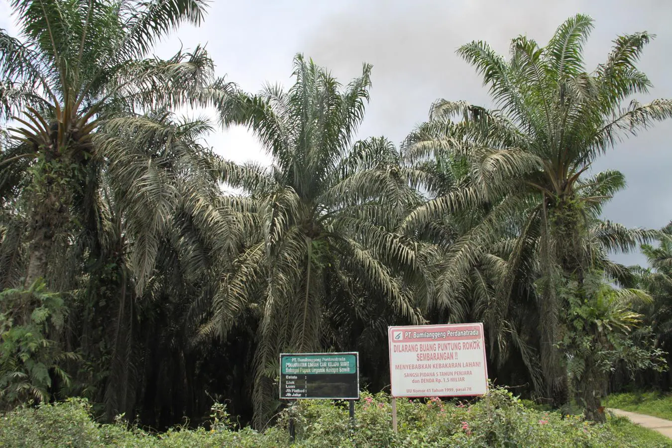 Con sus plantaciones en las islas de Borneo y Sumatra, Indonesia copa la mitad de los más de 60 millones de toneladas de aceite de palma que se producen en todo el mundo.. 