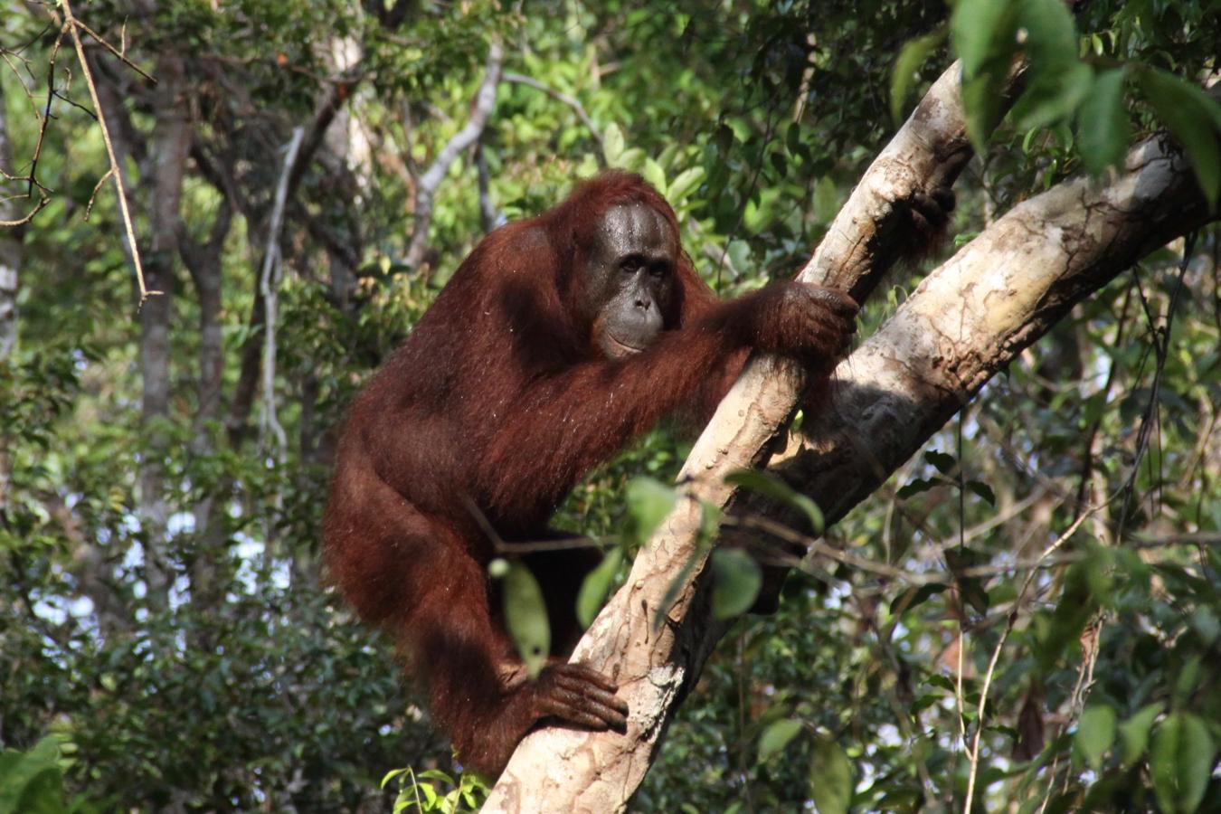 La proliferación de plantaciones de aceite de palma está destruyendo la jungla de Indonesia y reduciendo el hábitat de orangutanes, tigres y otras especies en Borneo y Sumatra.. 