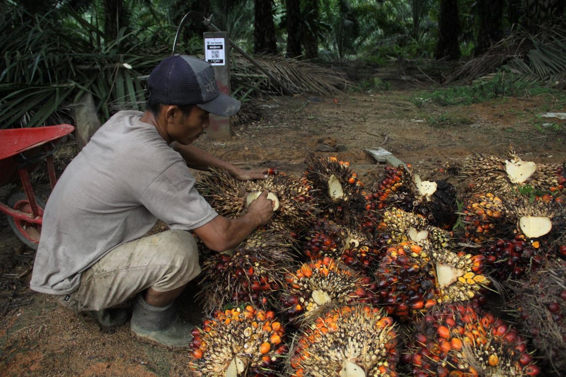 Heri, uno de los jornaleros en las plantaciones de aceite de palma, escribe su código en los racimos de dátiles que ha recolectado antes de ser recogidos por los camiones.. 