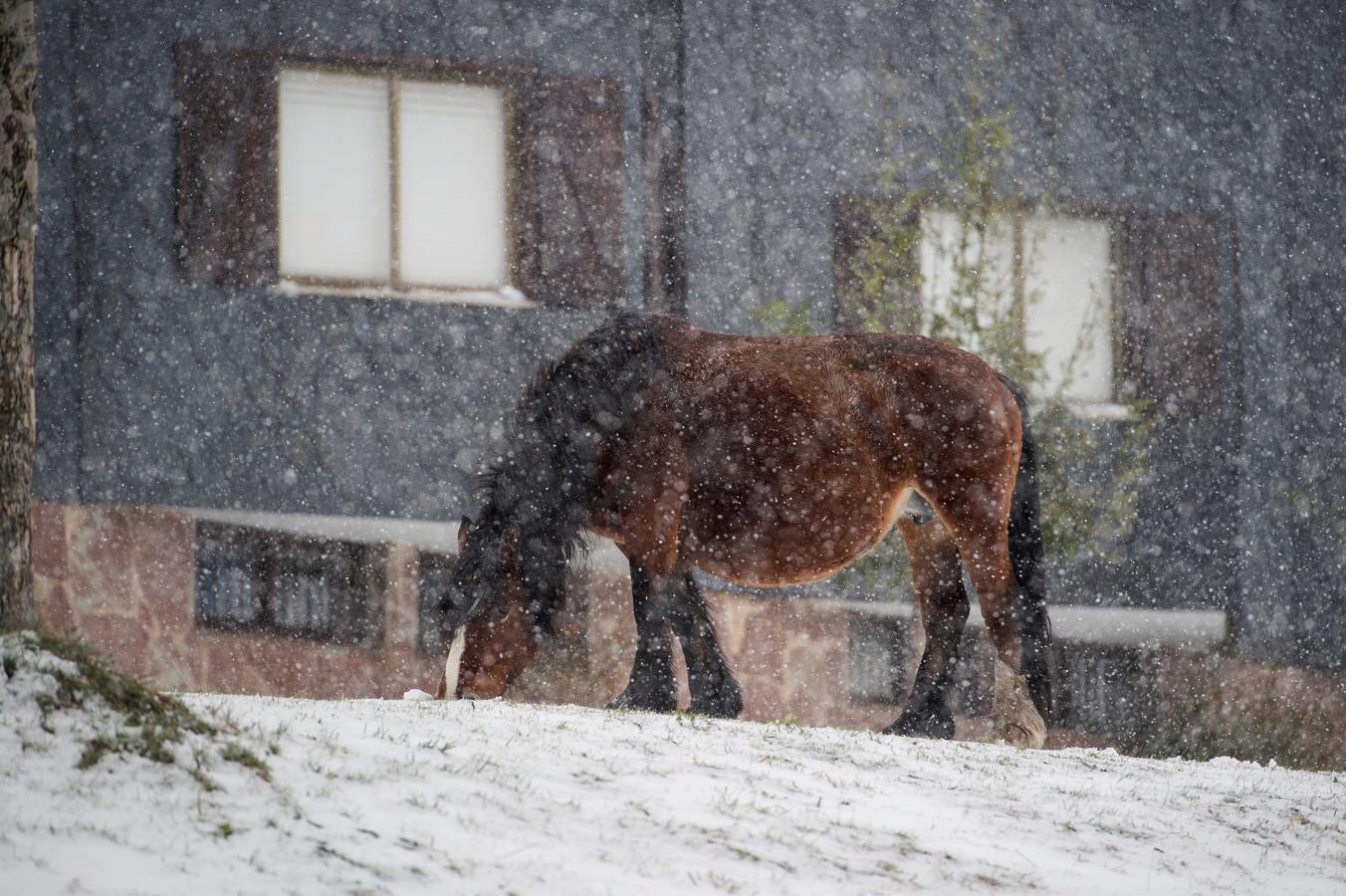 Un caballo pasta bajo la nieve caída en la localidad cántabra de Brañavieja.. 