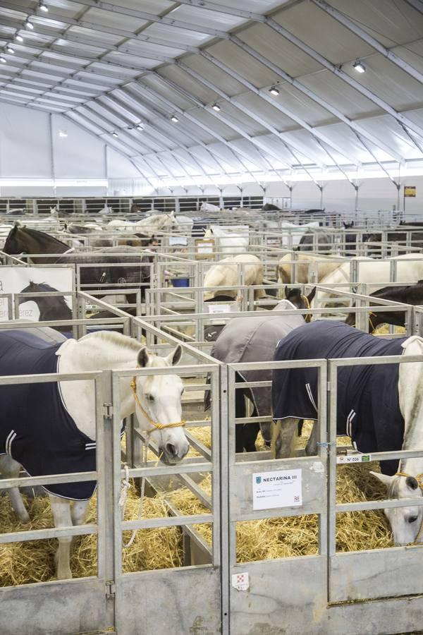 Arranca el Salón Internacional del Caballo