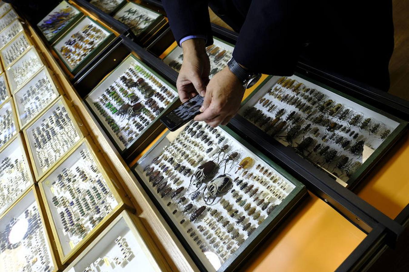 10. Los coleópteros que pertenecen a la colección donada en la sala de exposiciones del lago de la Casa de Campo