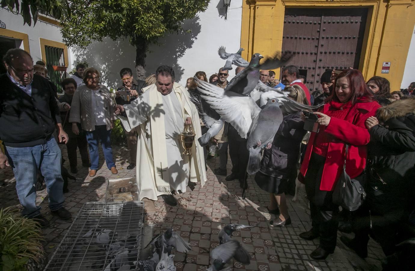 La celebración del día de San Antón en Córdoba