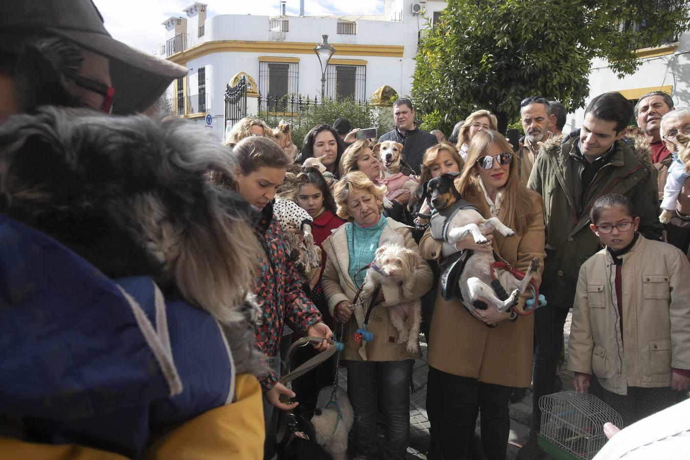 La celebración del día de San Antón en Córdoba