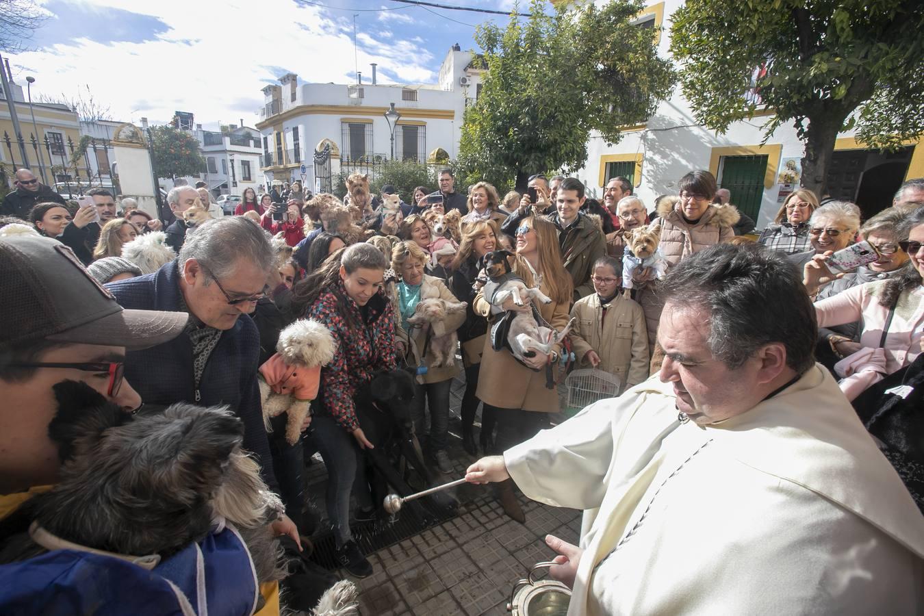 La celebración del día de San Antón en Córdoba