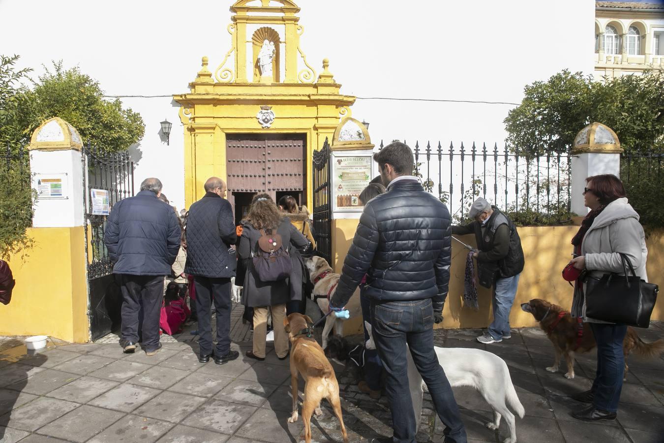 La celebración del día de San Antón en Córdoba