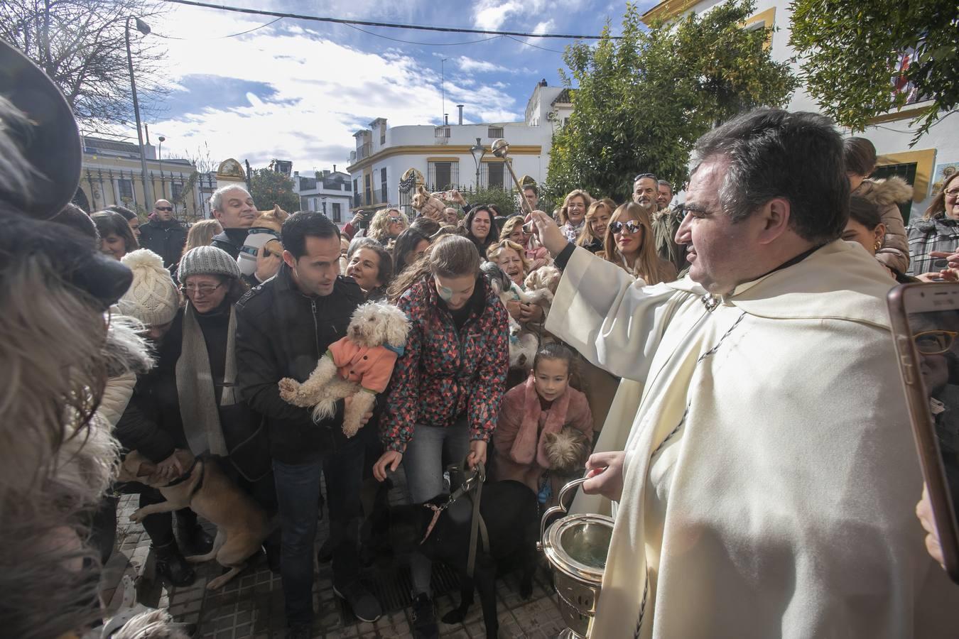 La celebración del día de San Antón en Córdoba