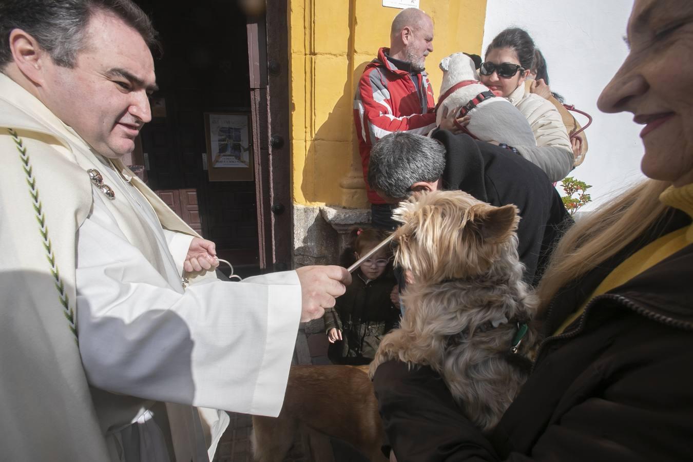 La celebración del día de San Antón en Córdoba