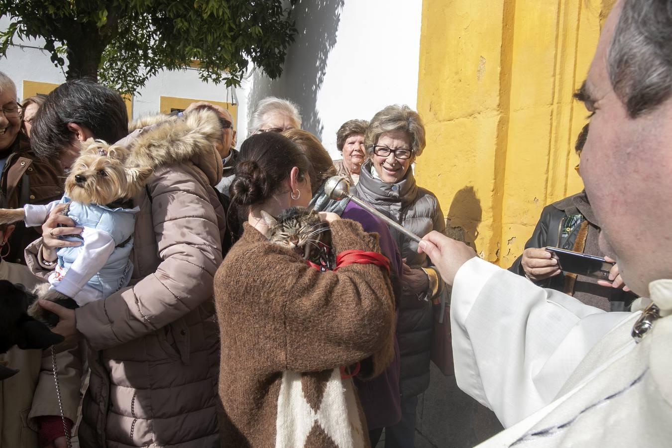 La celebración del día de San Antón en Córdoba