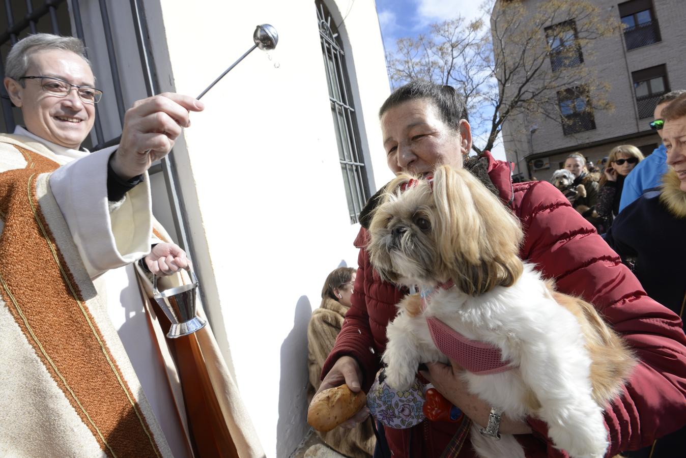 Bendición de animales en la iglesia de san Antón