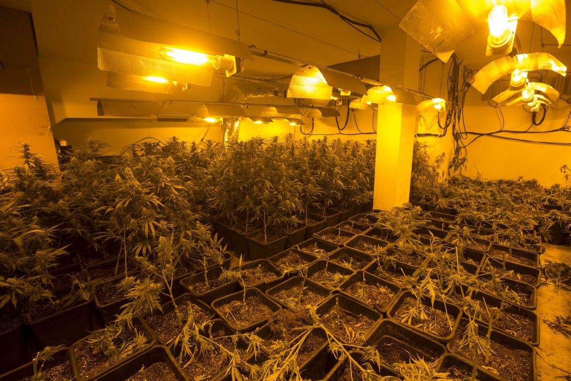 La Policía Nacional desmantela un cultivo de marihuana en Puerto Real