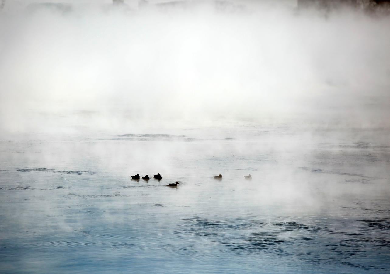 Los patos del lago Michigan también se han visto afectados por la histórica ola de frío en Estados Unidos.. 