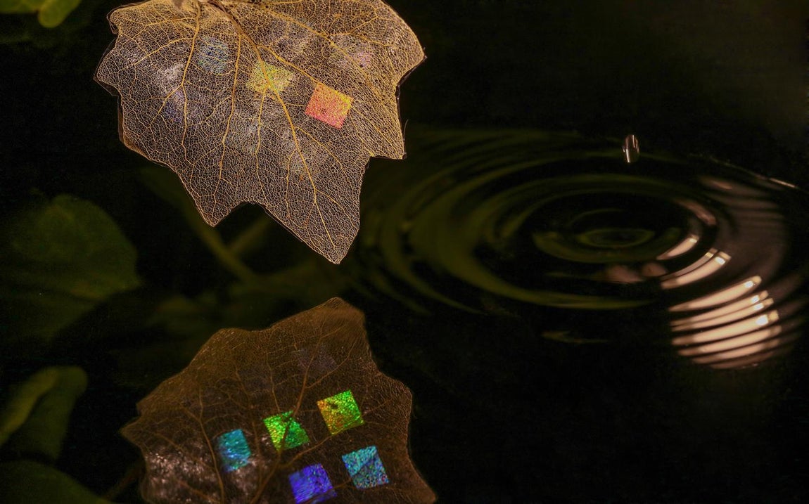 «Trampa de luz». Un soporte especial, el esqueleto de una hoja de hiedra, junto a celulosa biodegradable y técnicas de nanotecnología, son las piezas fundamentales para fabricar nanoestructuras que crean este juego luminoso en la imagen de Cristiano Matricardi, seleccionada en la modalidad general.