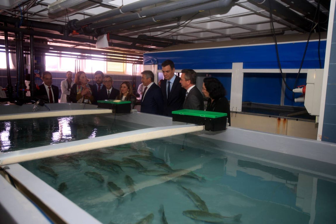 Las fotos de la visita de Pedro Sánchez a Cádiz
