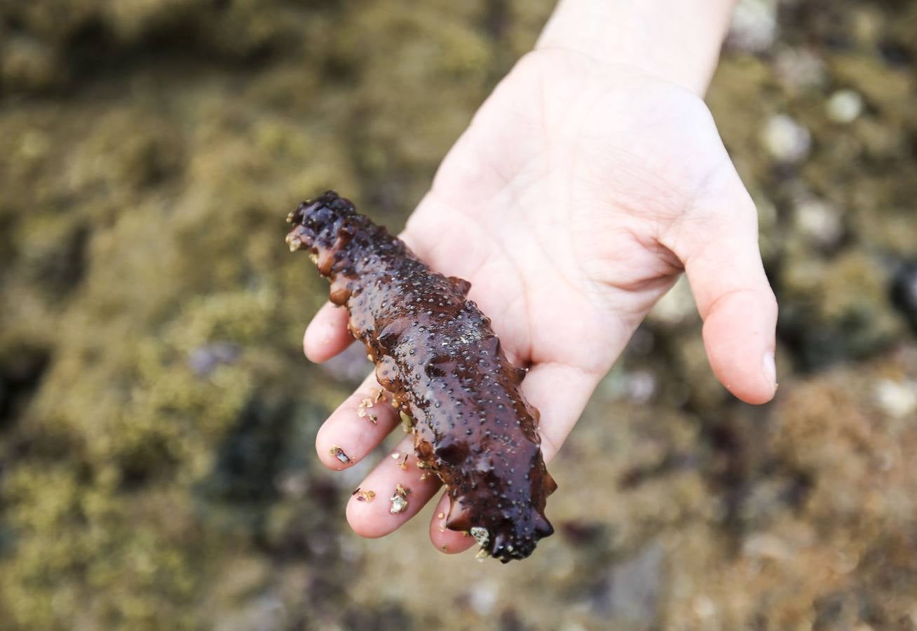 La biodiversidad de La Caleta