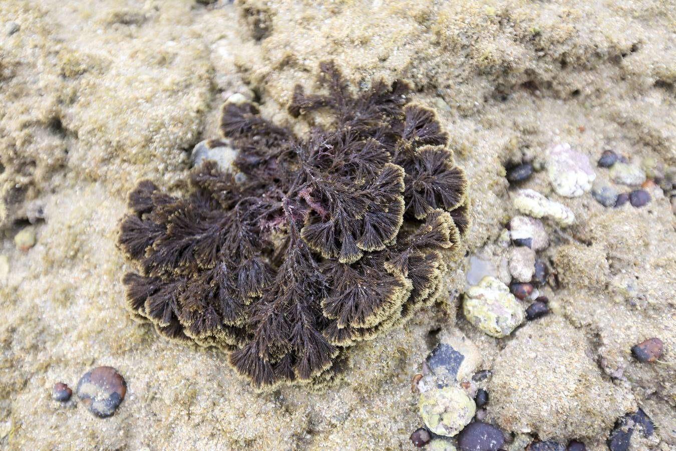 La biodiversidad de La Caleta