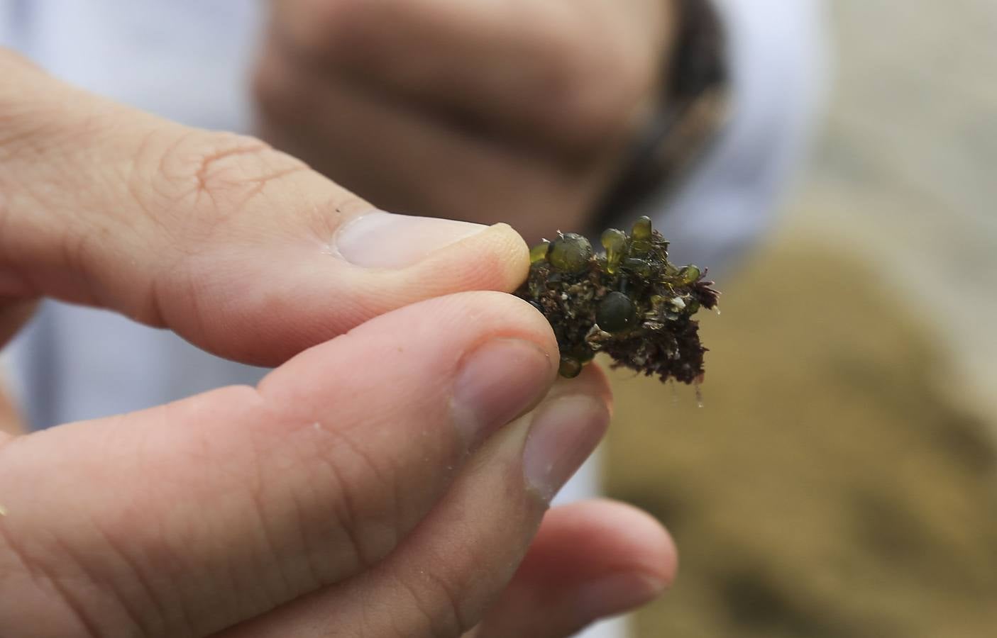 La biodiversidad de La Caleta