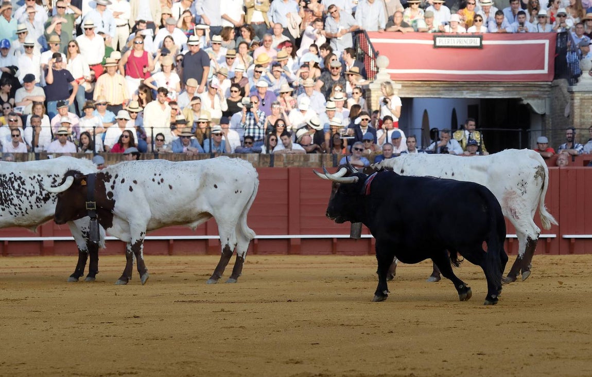 Roca Rey cuaja el mejor toro de la tarde en la Maestranza