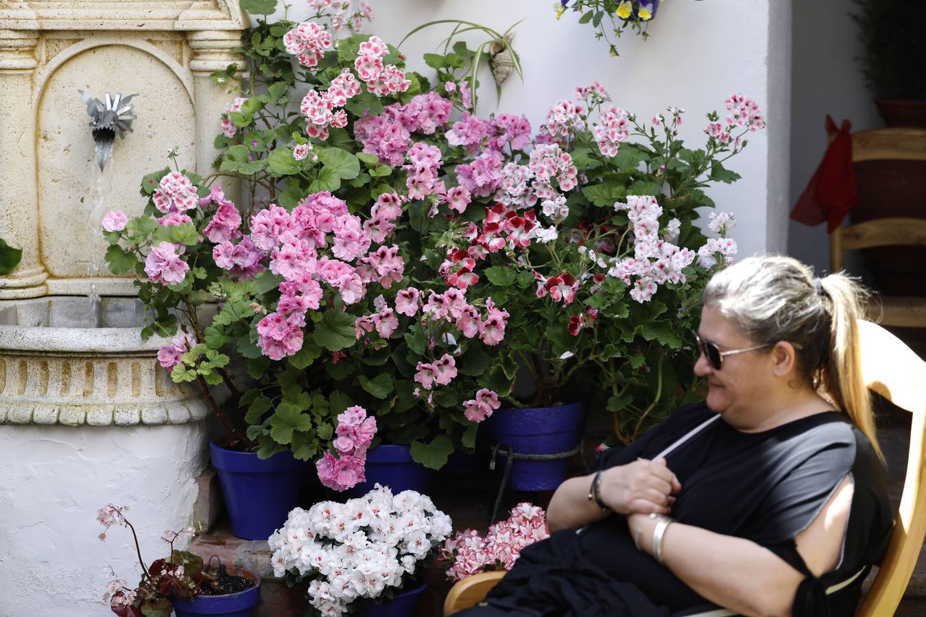 Las flores de los patios de Córdoba, en imágenes