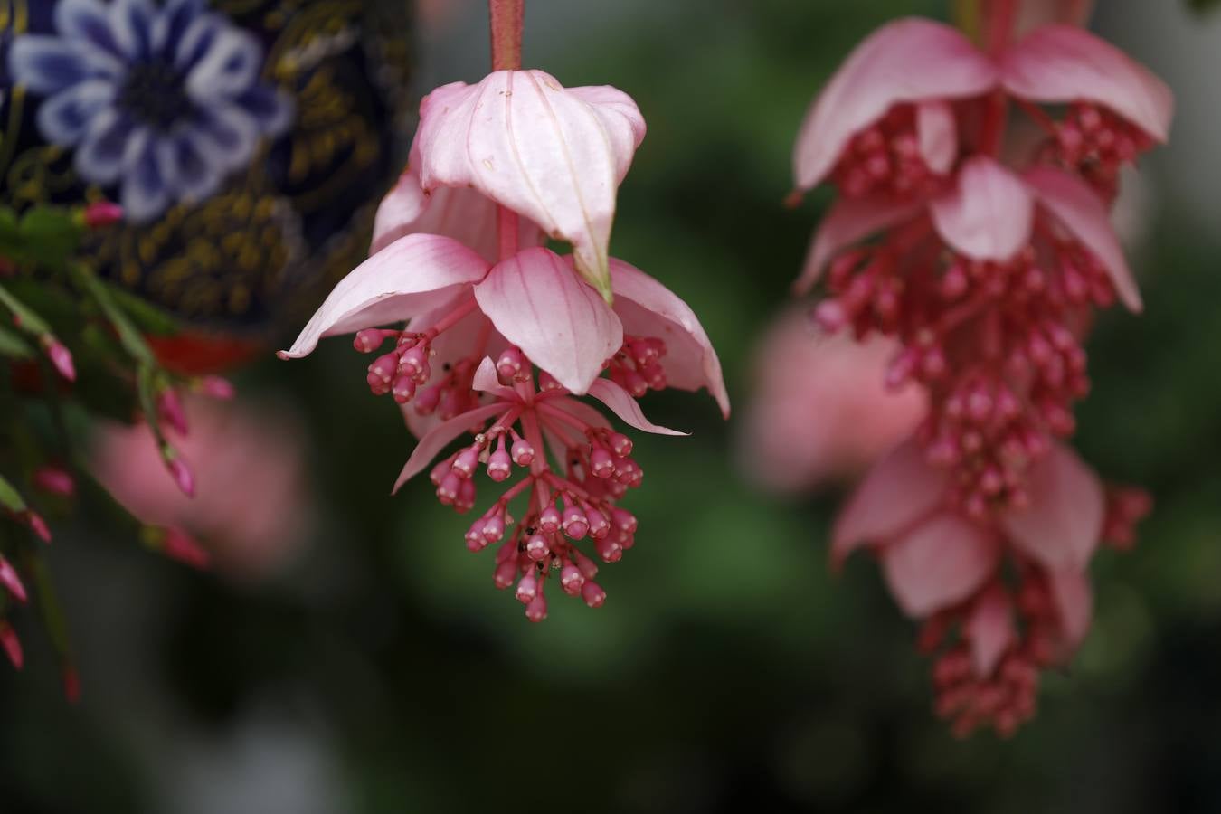 Las flores de los patios de Córdoba, en imágenes