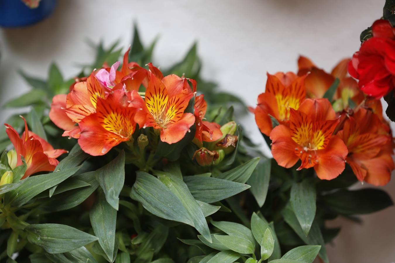 Las flores de los patios de Córdoba, en imágenes