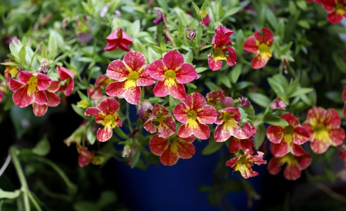 Las flores de los patios de Córdoba, en imágenes