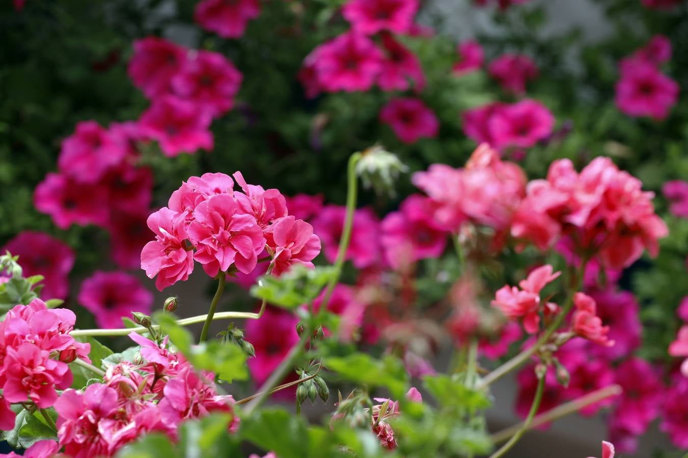 Las flores de los patios de Córdoba, en imágenes