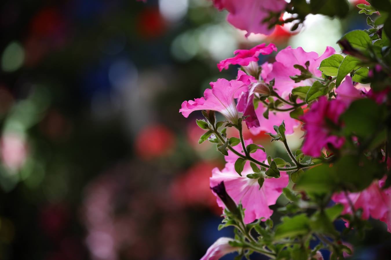 Las flores de los patios de Córdoba, en imágenes