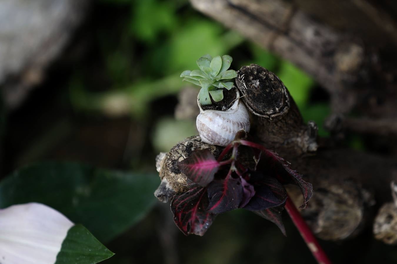 Las flores de los patios de Córdoba, en imágenes