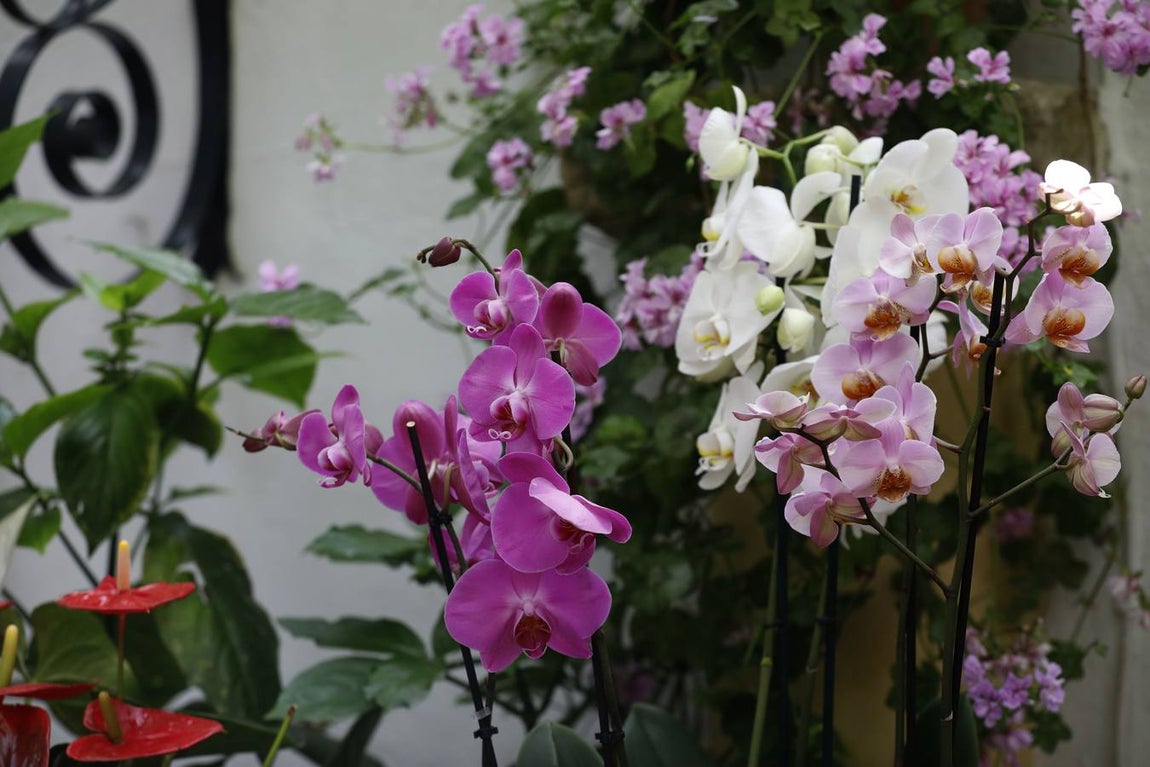La belleza de los Patios de Córdoba en San Pedro, en imágenes