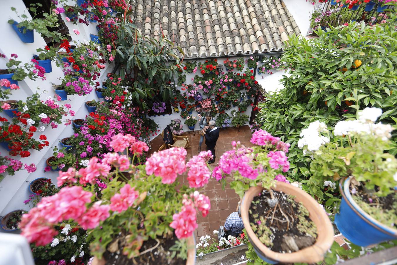 La belleza de los Patios de Córdoba en San Pedro, en imágenes