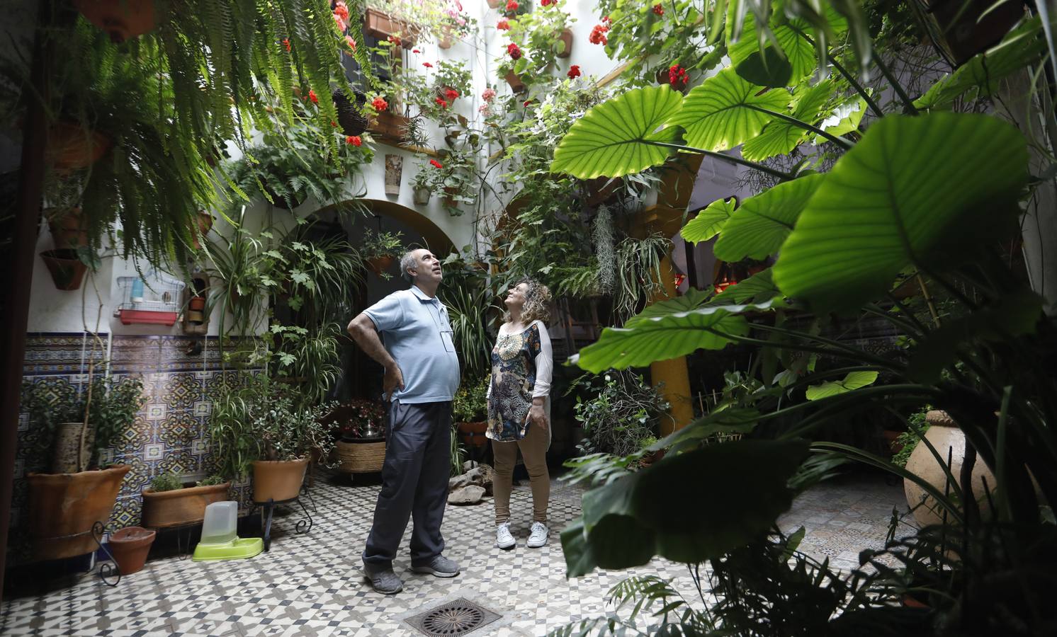 La belleza de los Patios de Córdoba en San Pedro, en imágenes