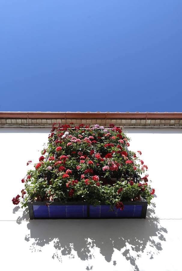 Las rejas y balcones de Córdoba, en imágenes
