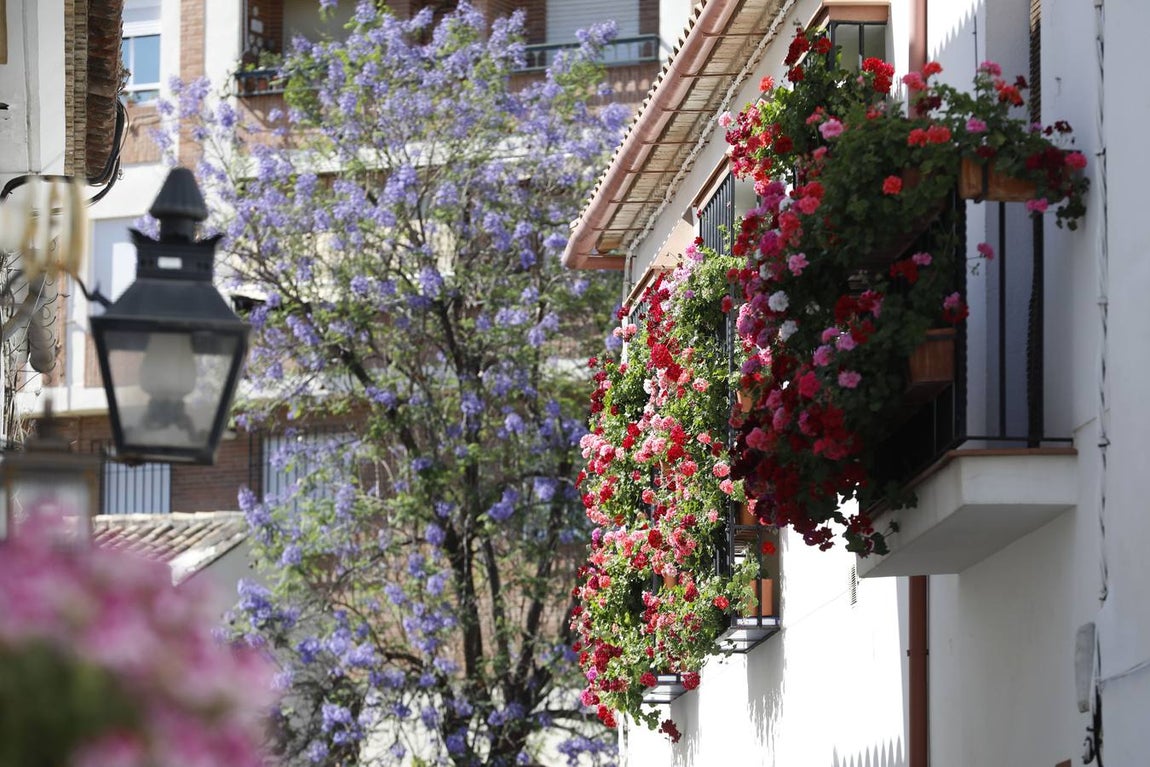 Las rejas y balcones de Córdoba, en imágenes