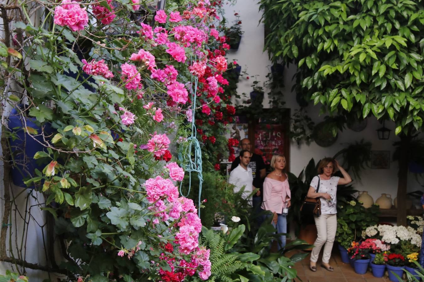 El hechizo de los Patios de Córdoba en Regina y Realejo, en imágenes