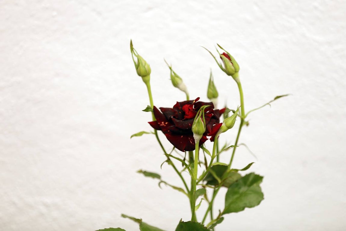 El encanto de los Patios de San Francisco y la Judería de Córdoba, en imágenes